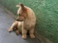 Alf