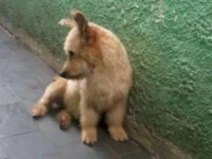 Cachorro ra a SRD idade 1 ano nome Alf