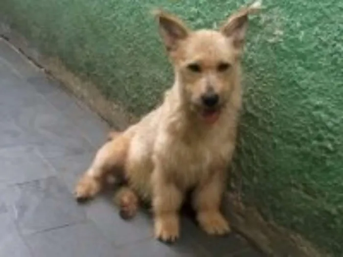 Cachorro ra a SRD idade 1 ano nome Alf