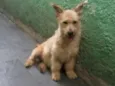 Alf
