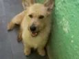 Alf