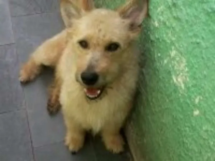 Cachorro ra a SRD idade 1 ano nome Alf