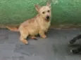 Alf