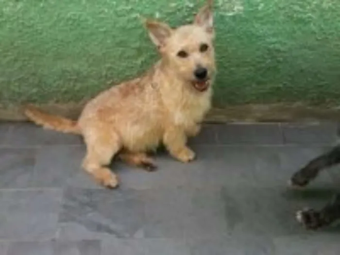 Cachorro ra a SRD idade 1 ano nome Alf