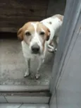 Puf
