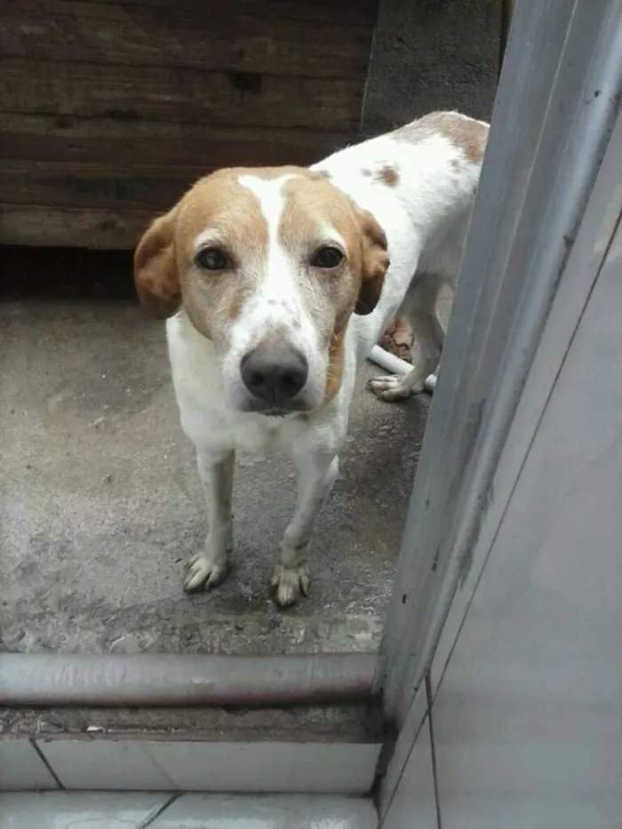 Cachorro ra a Vira Lata idade 6 ou mais anos nome Puf