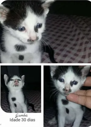 Gato raça SRD idade Abaixo de 2 meses nome Pietro/Gambá