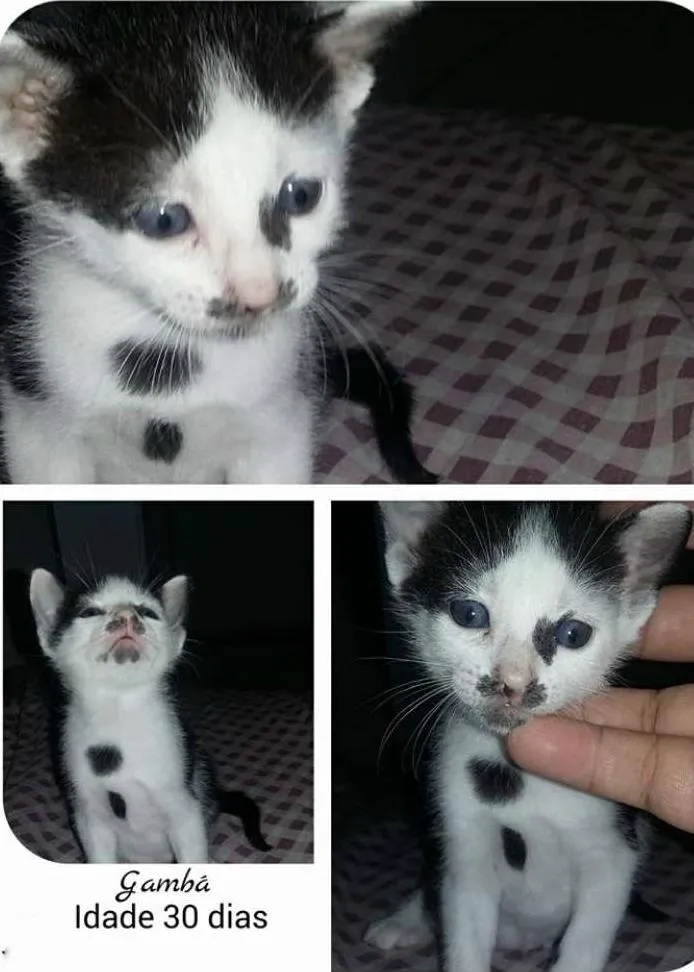 Gato ra a SRD idade Abaixo de 2 meses nome Pietro/Gambá