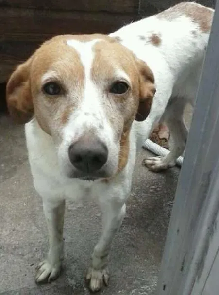 Cachorro ra a Vira Lata idade 6 ou mais anos nome Puf