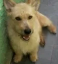 Alf