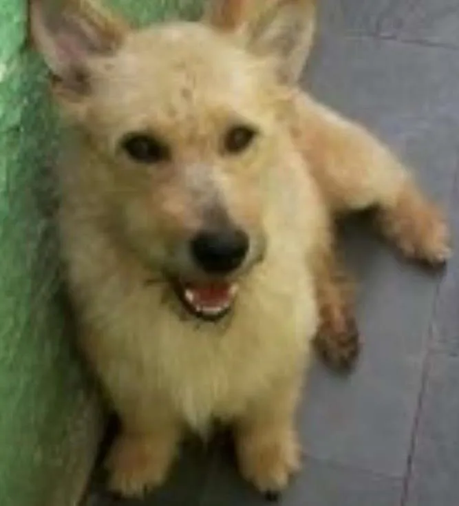 Cachorro ra a SRD idade 1 ano nome Alf