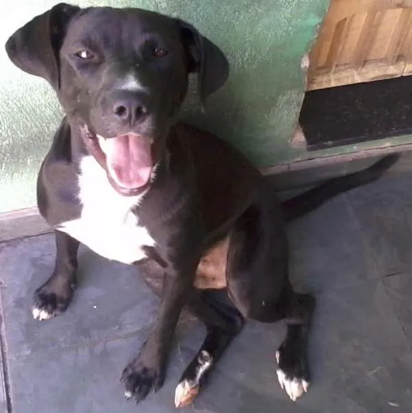 Cachorro ra a SRD idade 1 ano nome Thor