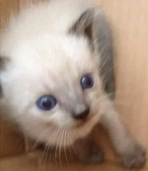 Gato raça Siames idade Abaixo de 2 meses nome Gatinhos