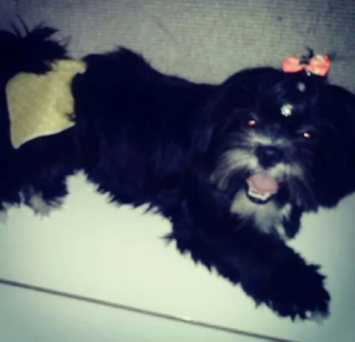 Cachorro ra a Lhasa apso idade 2 anos nome Emilly