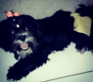 Cachorro raça Lhasa apso idade 2 anos nome Emilly