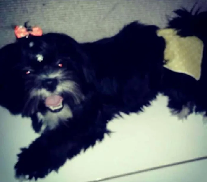 Cachorro ra a Lhasa apso idade 2 anos nome Emilly