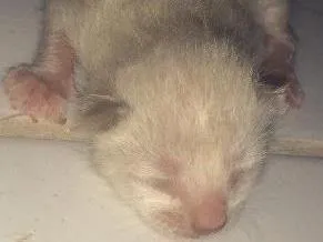Gato raça  idade Abaixo de 2 meses nome sem nome