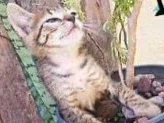 Gato ra a Mestiços idade Abaixo de 2 meses nome Chico Mimi Flor Toddy