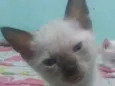 amiguinho