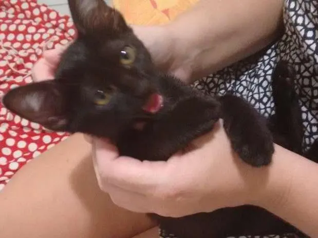 Gato ra a Cuti-cuti idade Abaixo de 2 meses nome Tila