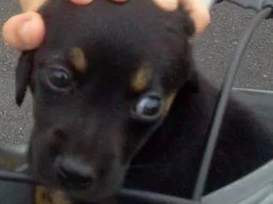 Cachorro ra a viralata idade Abaixo de 2 meses nome Rafinha