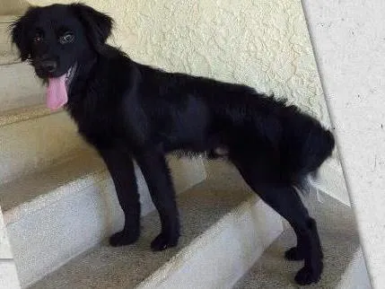 Cachorro ra a Mestiço idade 2 a 6 meses nome Não sei