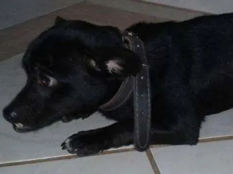 Cachorro ra a Vira-lata idade 7 a 11 meses nome Batman