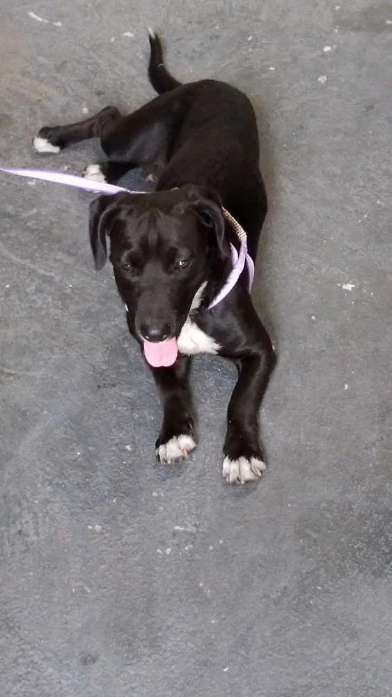 Cachorro ra a Sem raça definida idade 3 anos nome Neguinha