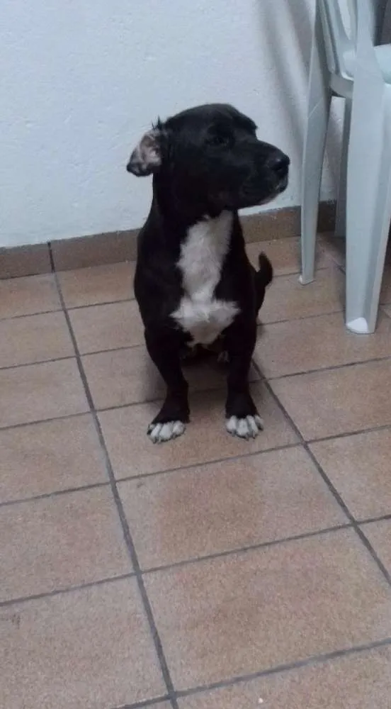 Cachorro ra a Sem raça definida idade 3 anos nome Neguinha