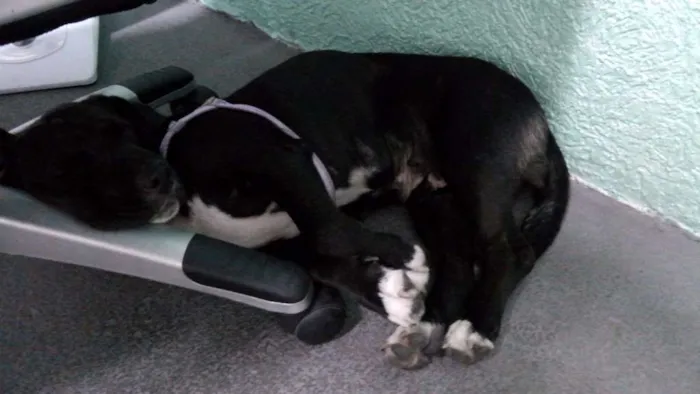Cachorro ra a Sem raça definida idade 3 anos nome Neguinha