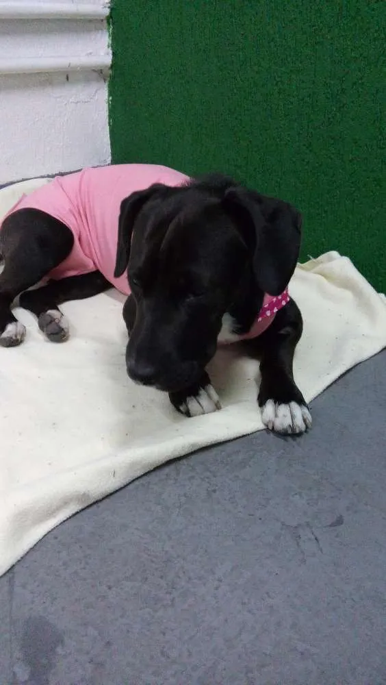 Cachorro ra a Sem raça definida idade 3 anos nome Neguinha