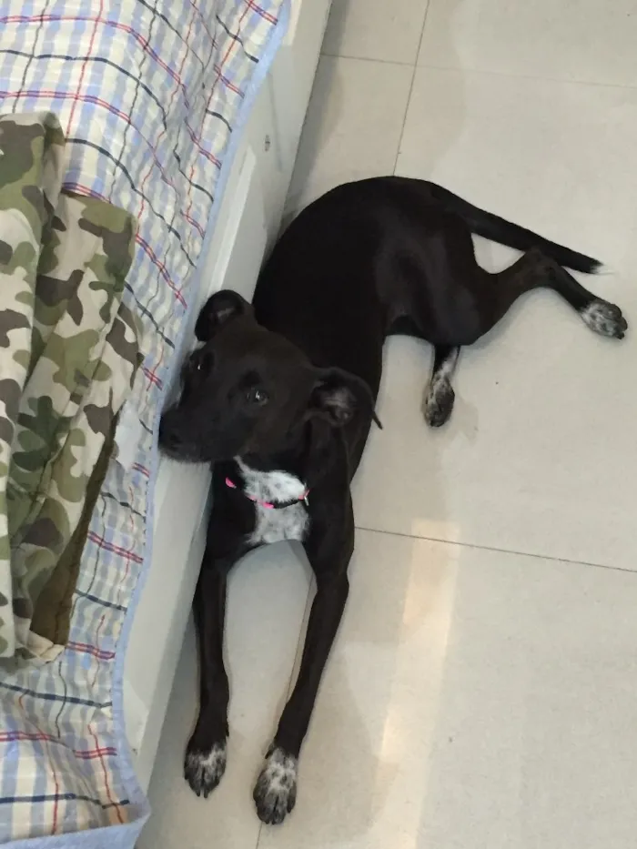 Cachorro ra a Vira-lata idade 1 ano nome Almaju