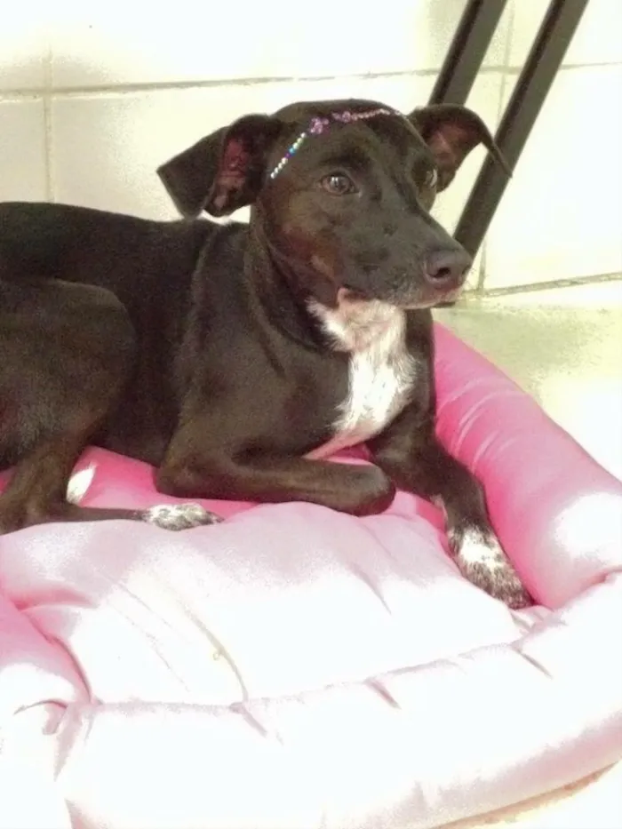 Cachorro ra a Vira-lata idade 1 ano nome Almaju