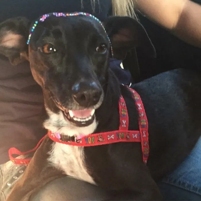 Cachorro ra a Vira-lata idade 1 ano nome Almaju