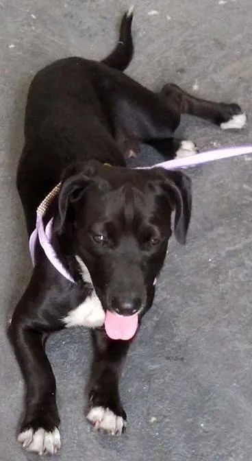 Cachorro ra a Sem raça definida idade 3 anos nome Neguinha