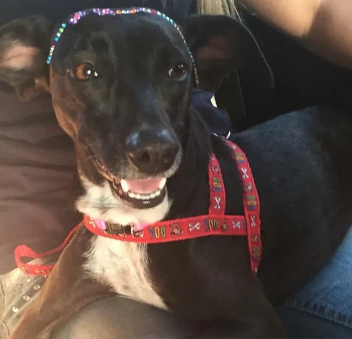 Cachorro ra a Vira-lata idade 1 ano nome Almaju