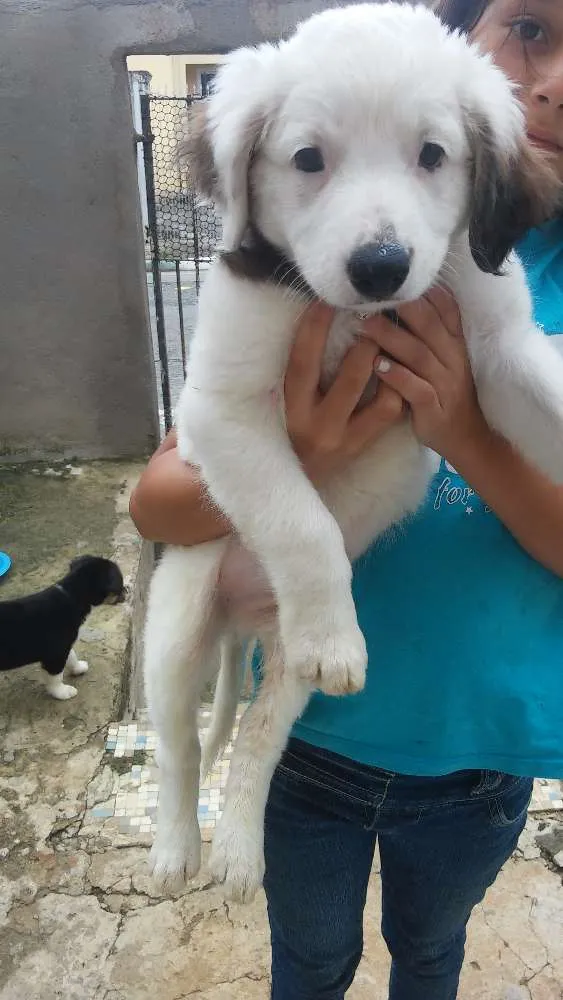 Cachorro ra a Srd idade 2 a 6 meses nome Sem nome