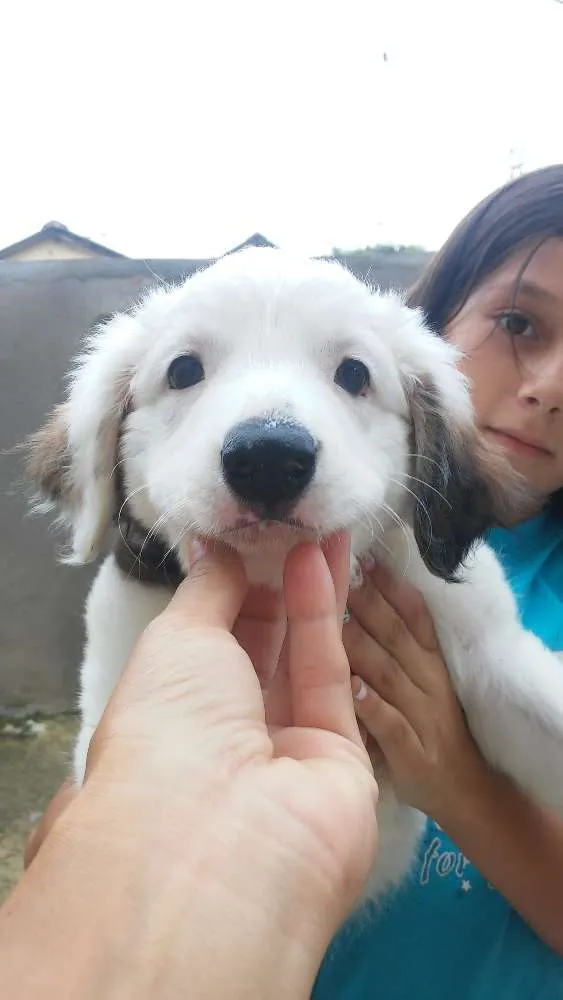 Cachorro ra a Srd idade 2 a 6 meses nome Sem nome