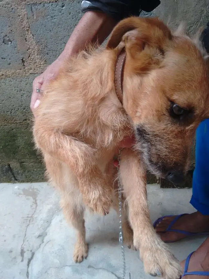 Cachorro ra a Pastor alemão  idade 1 ano nome Serafim