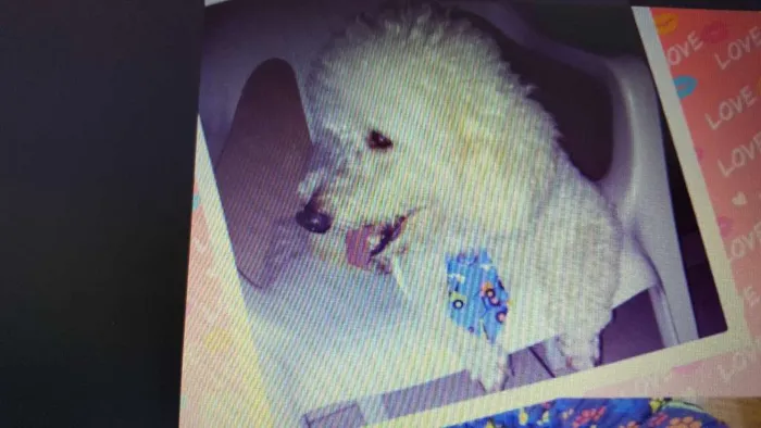 Cachorro ra a Poodle idade 5 anos nome Boby