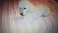 Boby