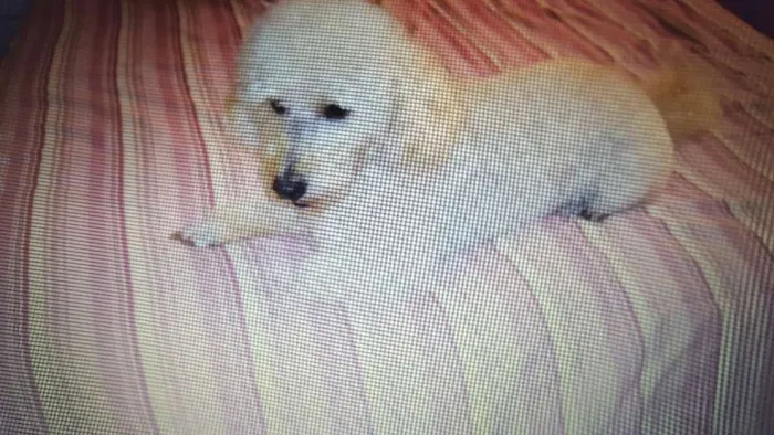 Cachorro ra a Poodle idade 5 anos nome Boby