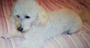 Cachorro raça Poodle idade 5 anos nome Boby