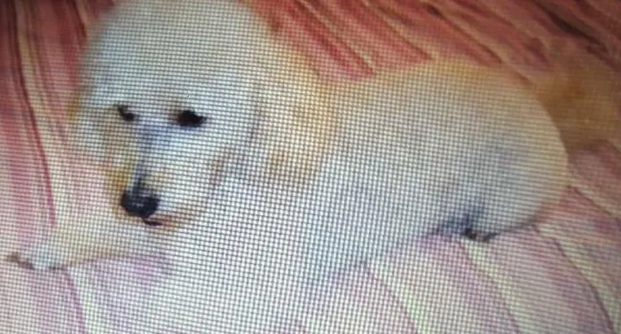 Cachorro ra a Poodle idade 5 anos nome Boby