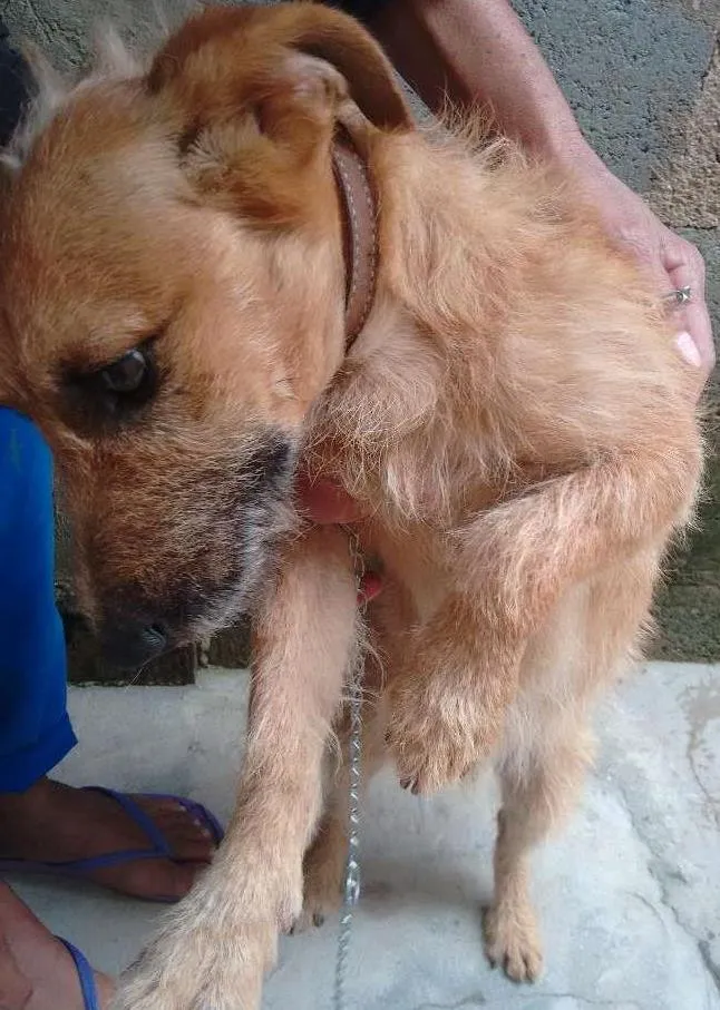 Cachorro ra a Pastor alemão  idade 1 ano nome Serafim