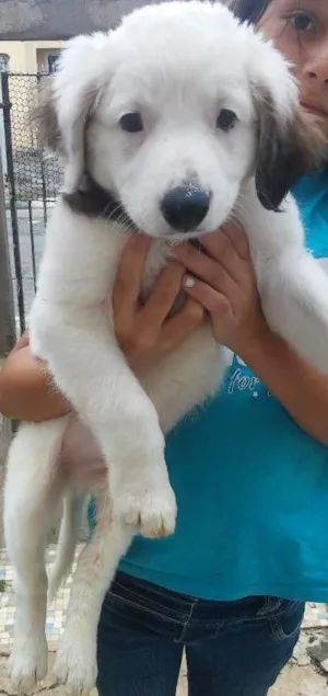 Cachorro raça Srd idade 2 a 6 meses nome Sem nome