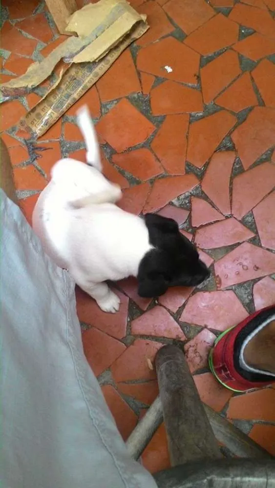 Cachorro ra a LABRADOR COM VIRALATA idade Abaixo de 2 meses nome Nome indefinido