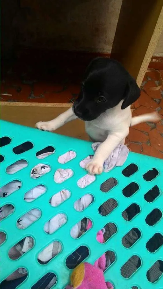 Cachorro ra a LABRADOR COM VIRALATA idade Abaixo de 2 meses nome Nome indefinido