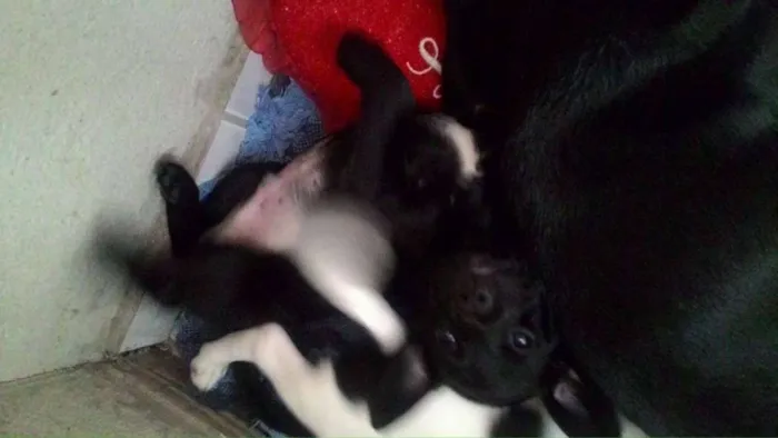 Cachorro ra a LABRADOR COM VIRALATA idade Abaixo de 2 meses nome Nome indefinido