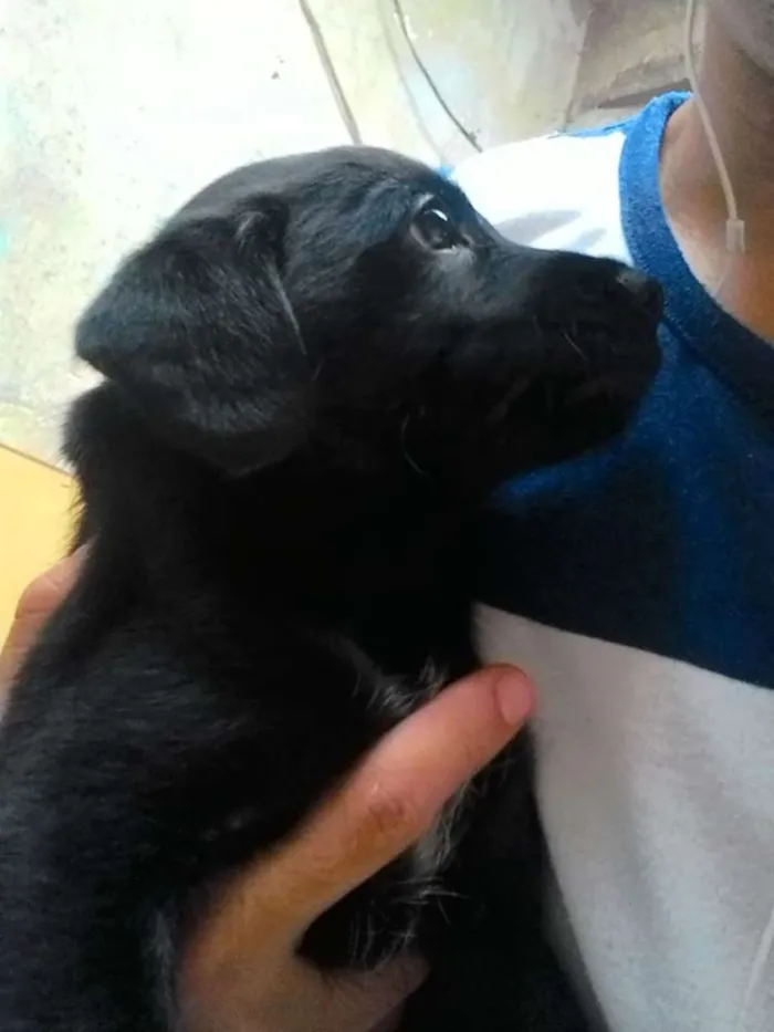 Cachorro ra a LABRADOR COM VIRALATA idade Abaixo de 2 meses nome Nome indefinido